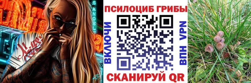 закладки  Можайск  Псилоцибиновые грибы MAGIC MUSHROOMS 